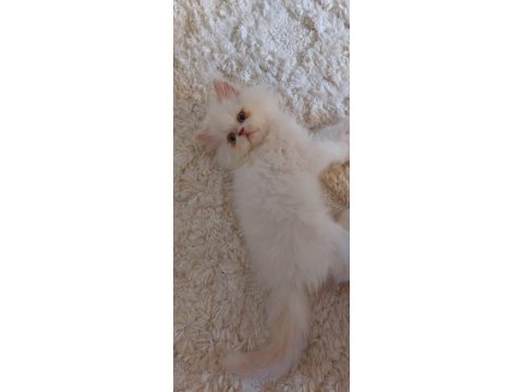 Erkek Persian Bebeğimiz Yuva Arıyor