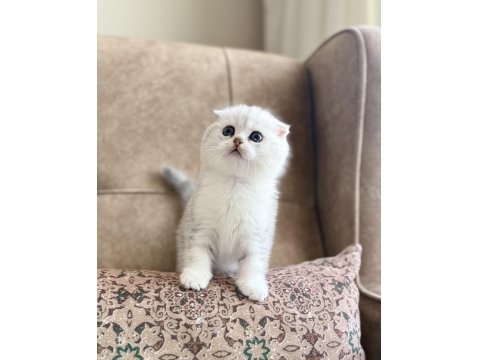 Seçkin Ailelere Özel Wcf Kayıtlı Scottish Fold Yavrumuz