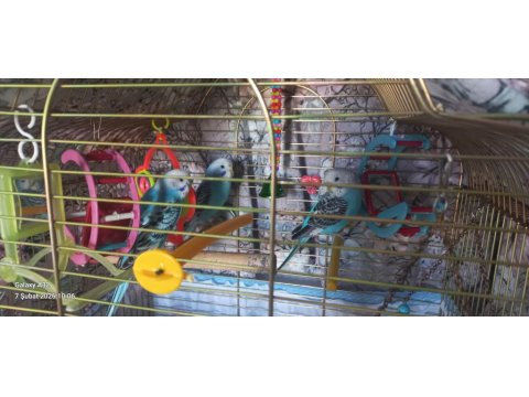 Yeme Yeni Düşen Kuşlarım Satılık