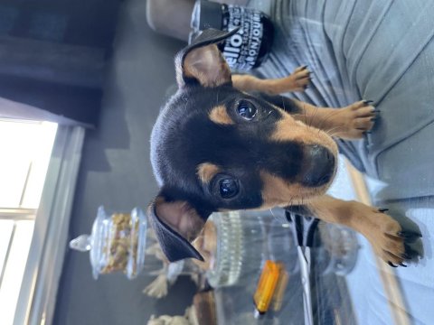 Erkek Minyatür Pinscher 2 Aylık