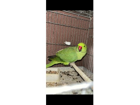 Pakistan Papağanımız