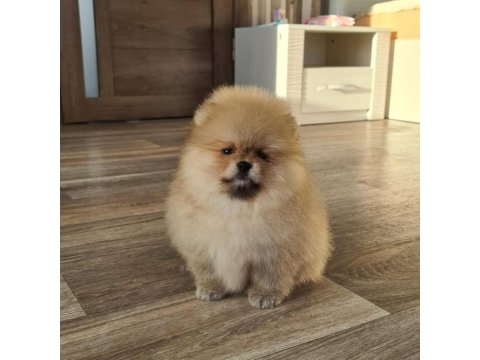 Pomeranian Boo Köpeği Yavruları