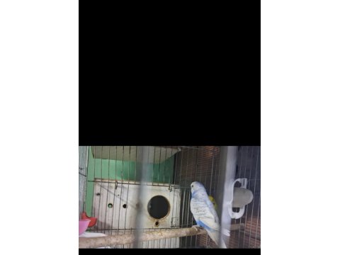 Renk Güzeli Takım Muhabbet Kuşlar