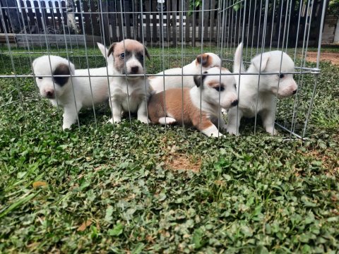 Jack Russell Orjinal