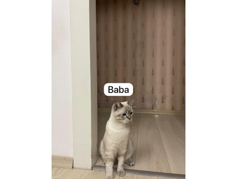 2 Aylık British Blue Point Erkek Yavrumuz