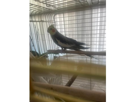 Eş Olmaya Hazır Sultan Papağanı