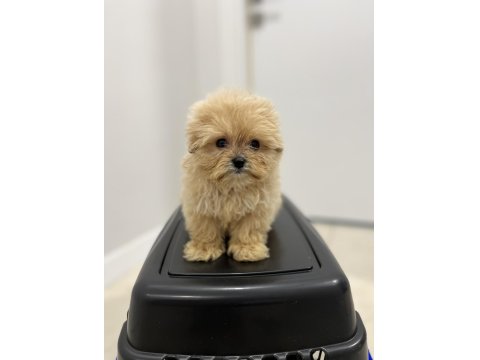 Red Maltipoo Yavrular (Wc Eğitimli)