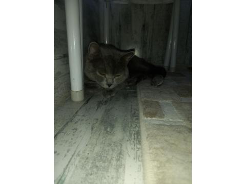 Kedimiz Hakkında Detaylı Bilgi İçin Arayınız