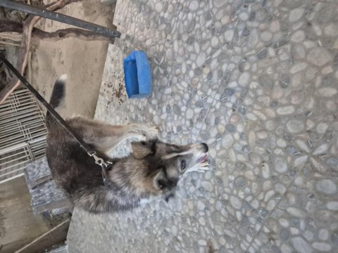 Sibirya Kurdu (Husky) Boz Renk Dişi 1 Yaşında Kısır Değildir