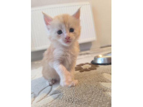 Xxl Boy Maine Coon Yavrular