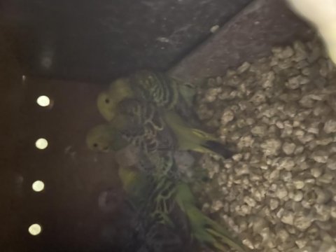 Yavru Muhabbet Kuşu