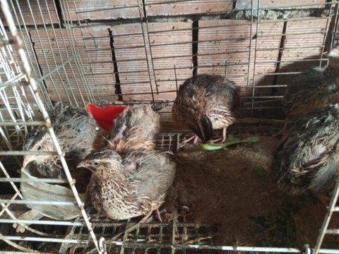 En Uygun Bıldırcın Yumurtası