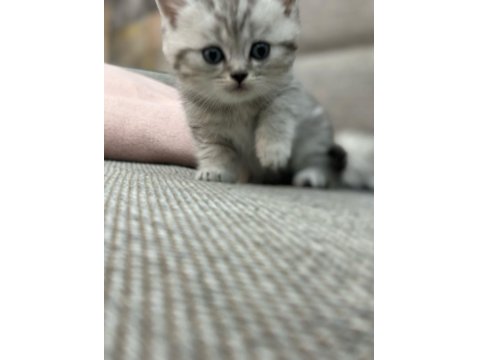 British Shorthair 1,5 Aylık