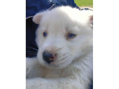 Uygun Fiyata Sağlıklı Husky Yavrular