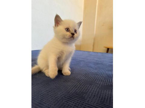 Sevimli British Yavrularımız Yeni Yuvalarını Arıyor