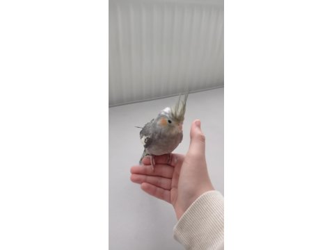 Erkek Yavru Sultan Papağanı 3 Aylık Ele Alışık Evcil Papağanımız