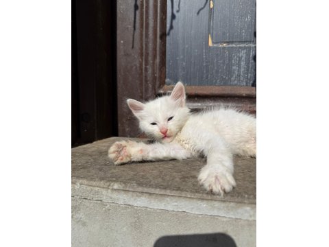 Her Renk Yavru Kediler