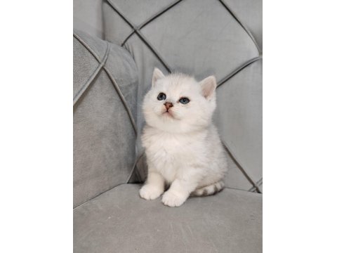 British Longhair Kedimiz
