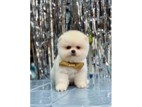Safkan Pomeranian Boo Yavru Köpeklerimiz