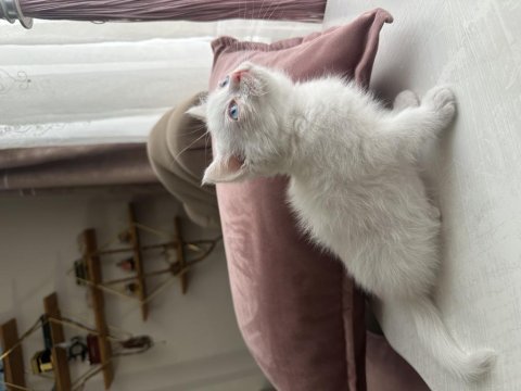 Scottish British Yavrular