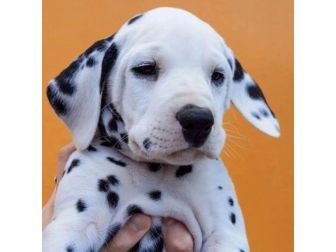 Dalmaçyalı Köpeği Yavrular