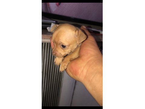 Yavru Şivava Sağlıklı Köpekler