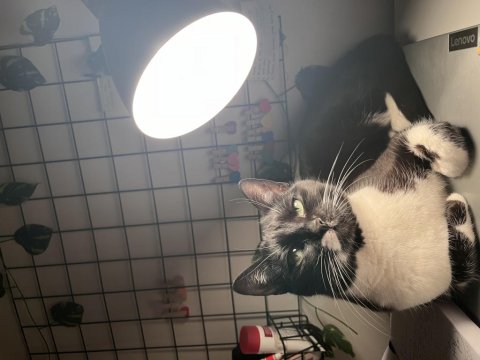 Kedimiz Oreo İçin Yuva Aranıyor