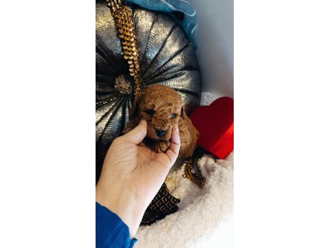 Dişi Ve Erkek Toy Poodle