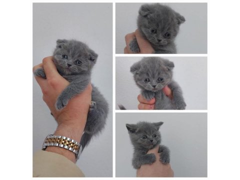 Muhteşem Kalite British Shorthair Kediler
