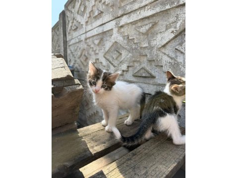 Her Renk Yavru Kediler