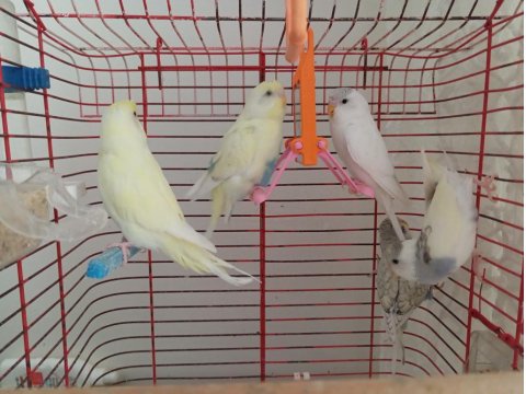 Eğitilmiş Muhabbet Kuşlar