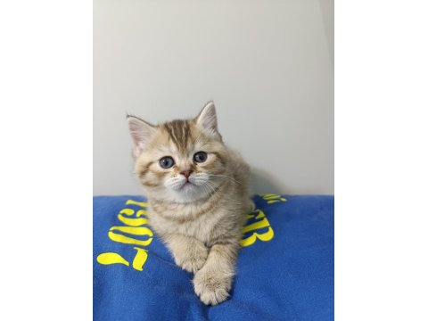 British Shorthair Yavrularımıza Yeni Yuvalarını Arıyoruz