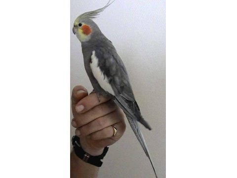 Sultan Papağanı Sağlıklı