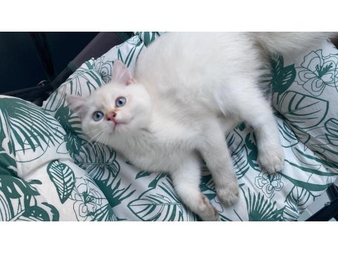 3 Aylık Golden Point British Shorthair Yavruları