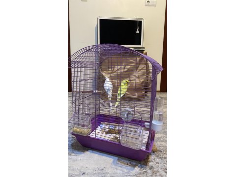 Çift Dişi Ve Erkek Muhabbet Kuşumuz