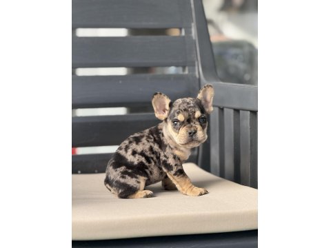 Egzotik French Bulldog Yavruları
