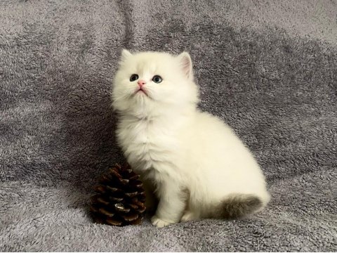 Teslime Hazır British Longhair Silver Yavrumuz