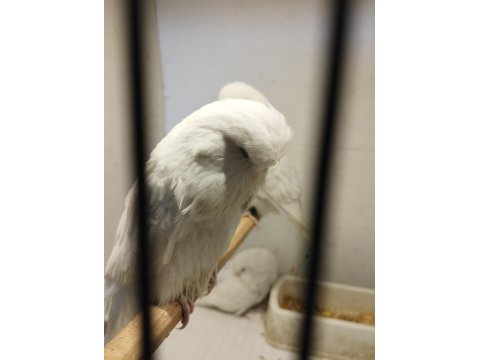 Yerli-Jumbo Kırığı-Show Jumbo Muhabbet Kuşlar