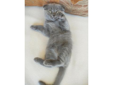British Shorthair Kedisi