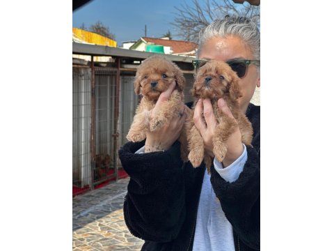 Sevimliliğiyle Kalpleri Fethedecek Yavru Maltipoolar