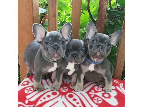 French Bulldog Köpekler