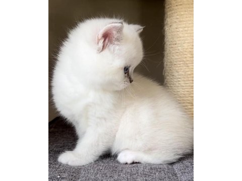 British Shorthair Yavrularımız