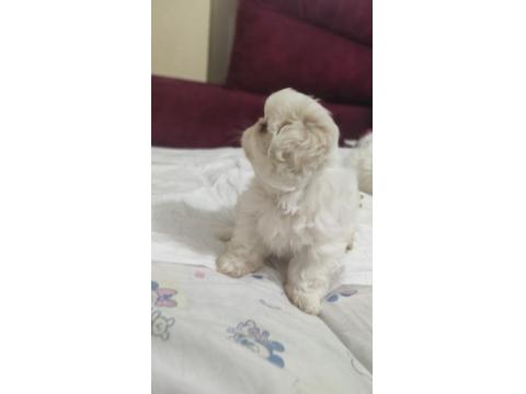 2 Aylık Pekingese Yavrular