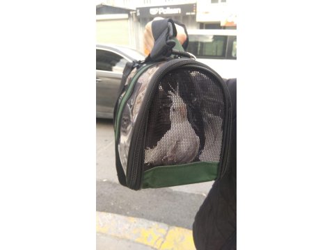 Uygun Fiyat Albino Kırmızı Göz Sultan Papağanı