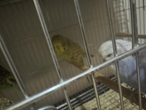 Yavru Jumbo Muhabbet Kuşları