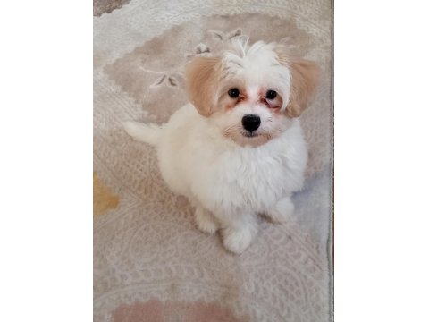 Köpeğimiz İçin Acil İlan