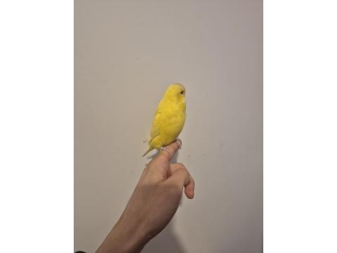 Full Evcil Mükemmel Muhabbet Kuşu