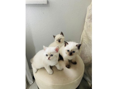 Chocallette Point British Shorthair