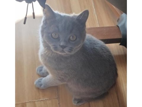 Oyuncu Erkek Scottish Yavrumuz Ücretsiz Sahiplendirilecektir