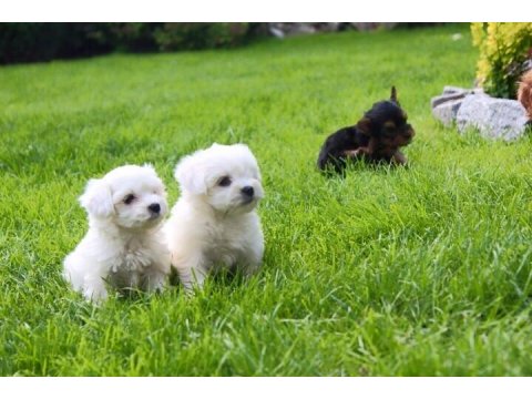 T-Cup Maltese Terrier Yavrularımız